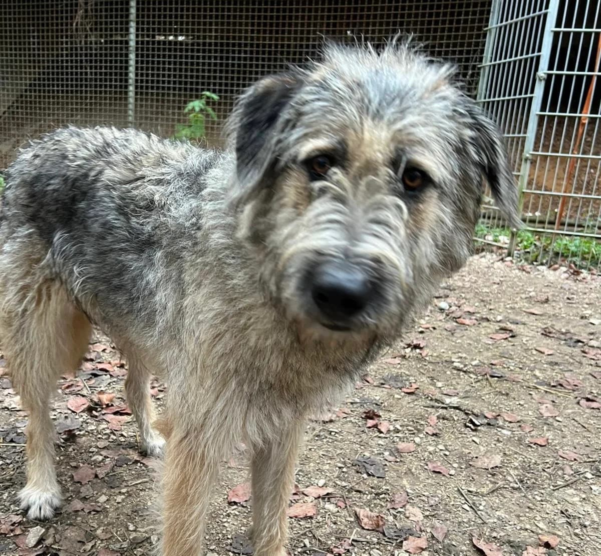 Fiete, male puppy Mixed Breed for adoption at Ein Herz für Streuner e.V., München