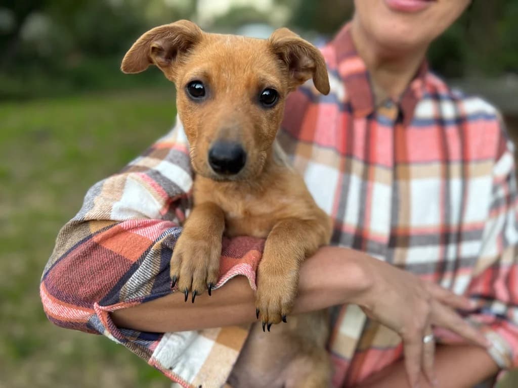 Fiete, male puppy Mixed Breed for adoption at Ein Herz für Streuner e.V., München