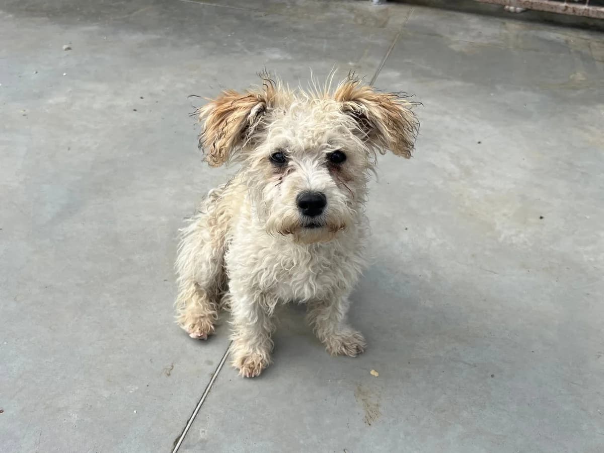 Fiete, Mixed Breed for adoption at Ein Herz für Streuner e.V., München