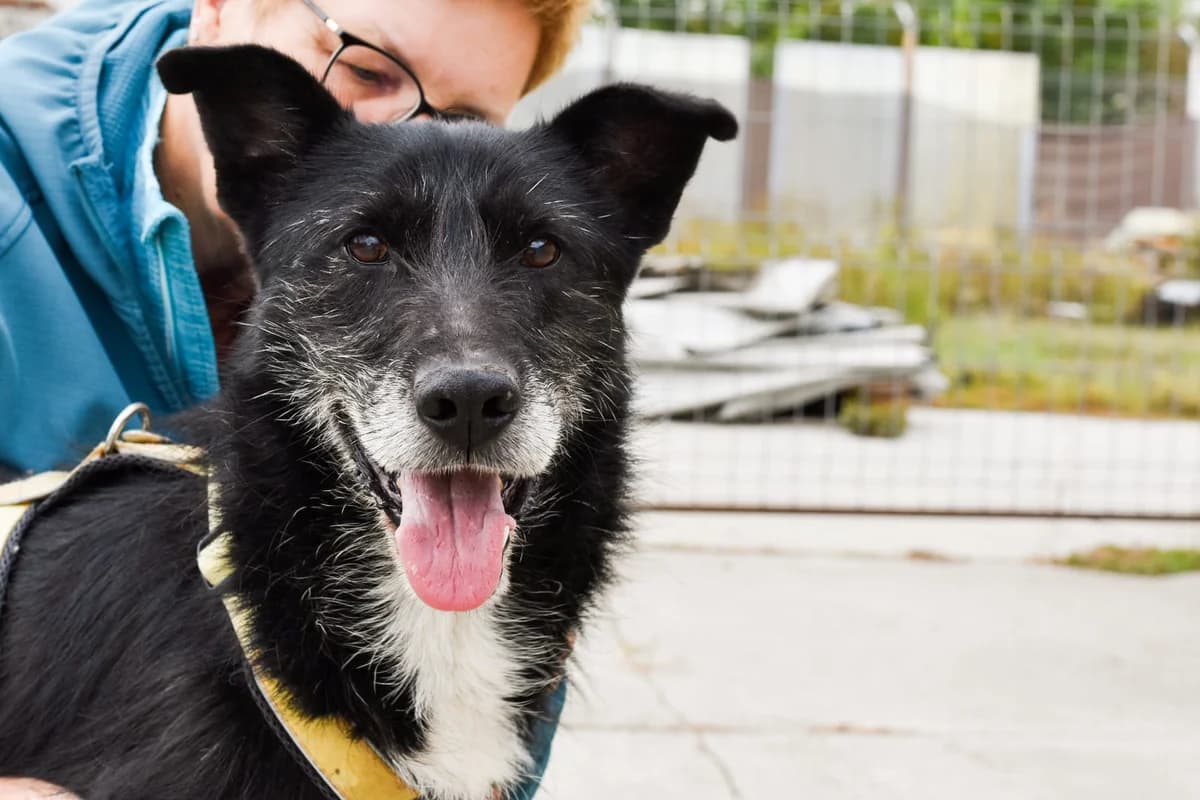 Fietje, male 5yo Mixed Breed for adoption at Ein Herz für Streuner e.V., München