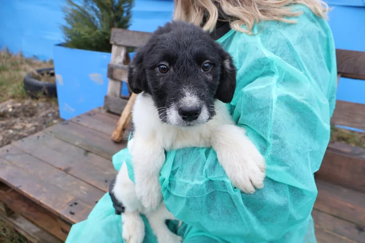 Fietje, schwarz male puppy Mixed Breed for adoption at Ein Herz für Streuner e.V., München