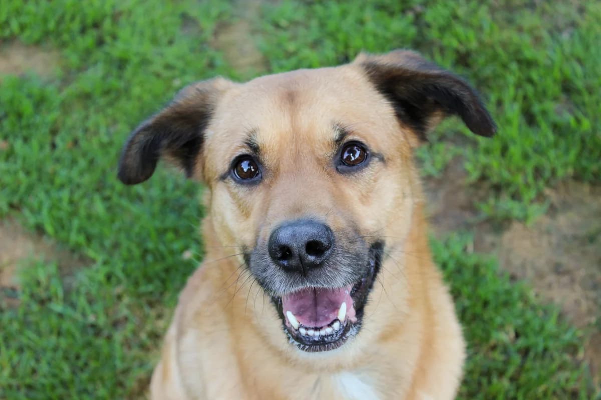 Figo, male 5yo Mixed Breed for adoption at Ein Herz für Streuner e.V., München