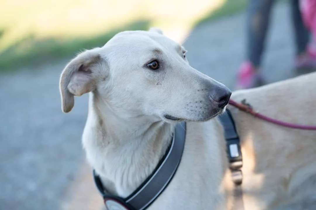 Fiji, male 5yo Mixed Breed for adoption at Ein Herz für Streuner e.V., München