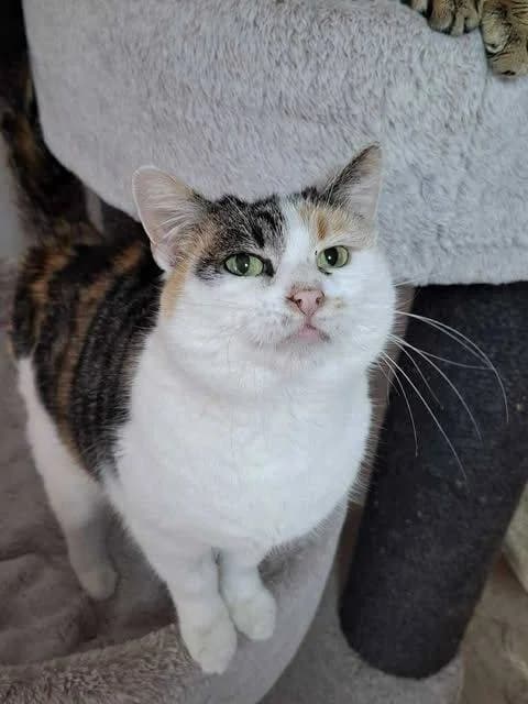 Filichelle, weiß Mixed Breed for adoption at Ein Herz für Streuner e.V., München
