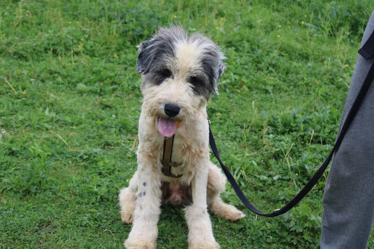 Filius, grau male young Mixed Breed for adoption at Ein Herz für Streuner e.V., München