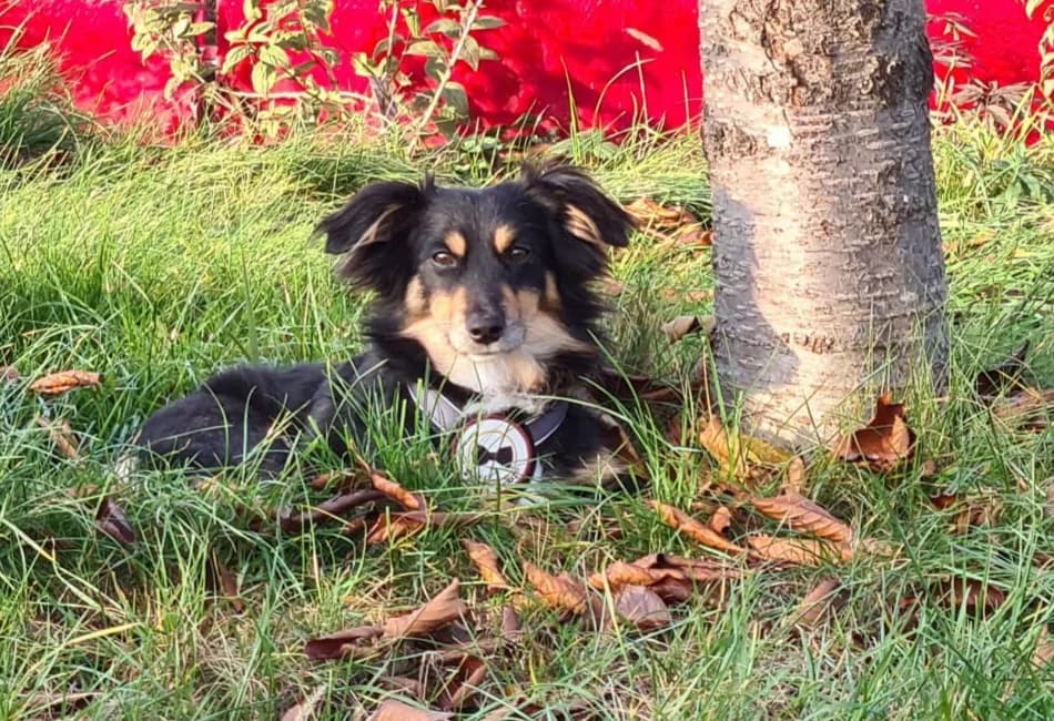 Filou, male 5yo Mixed Breed for adoption at Ein Herz für Streuner e.V., München