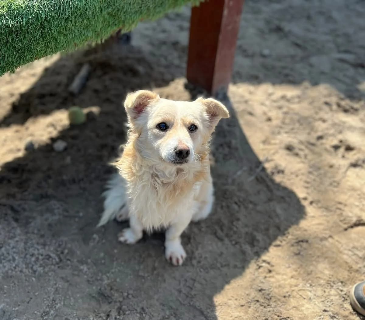 Fin, male 3yo Mixed Breed for adoption at Ein Herz für Streuner e.V., München