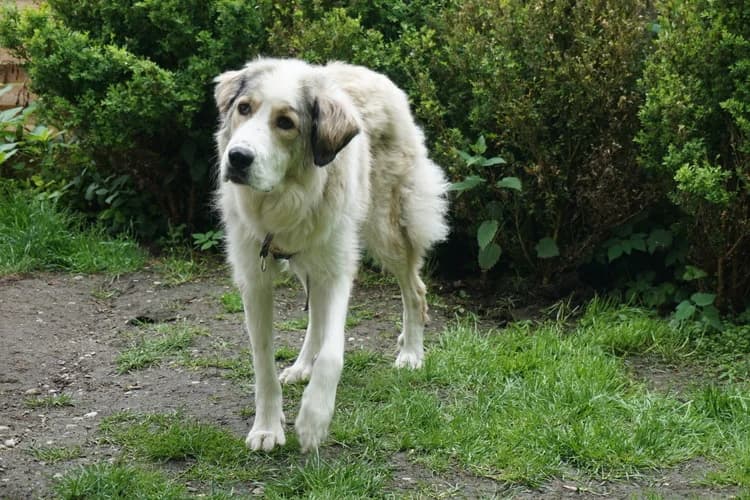 Fina, female 5yo Mixed Breed for adoption at Ein Herz für Streuner e.V., München