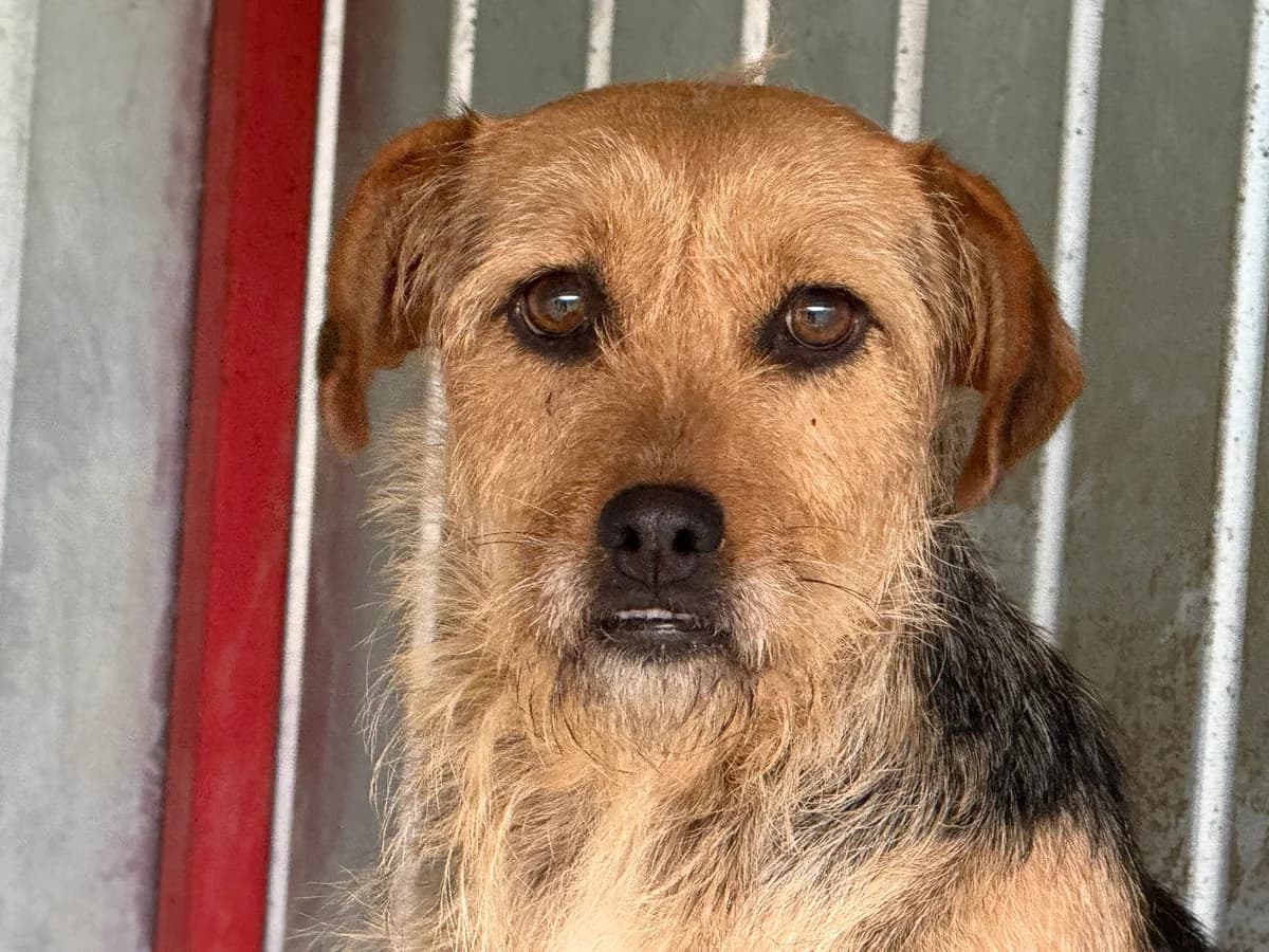 Finchen, female 4yo Mixed Breed for adoption at Ein Herz für Streuner e.V., München