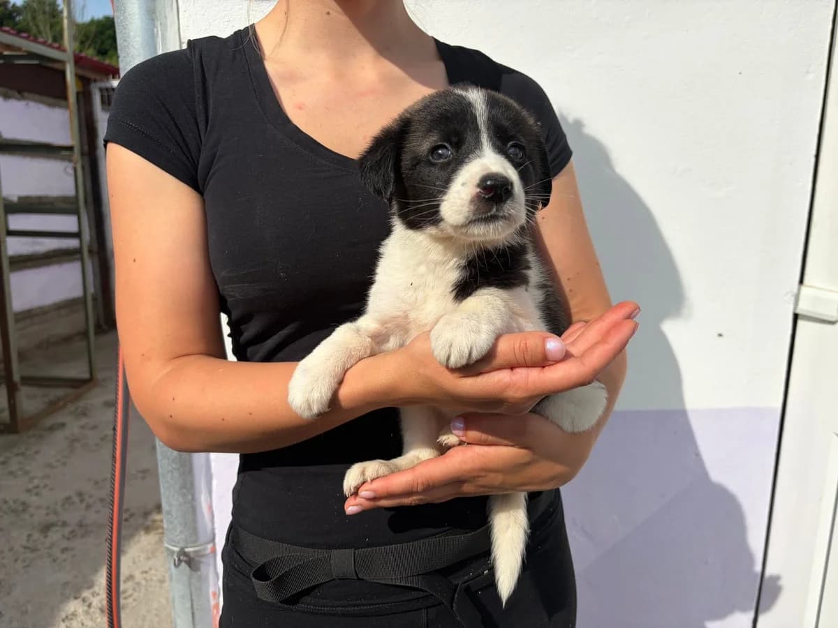 Finchen, schwarz female puppy Mixed Breed for adoption at Ein Herz für Streuner e.V., München