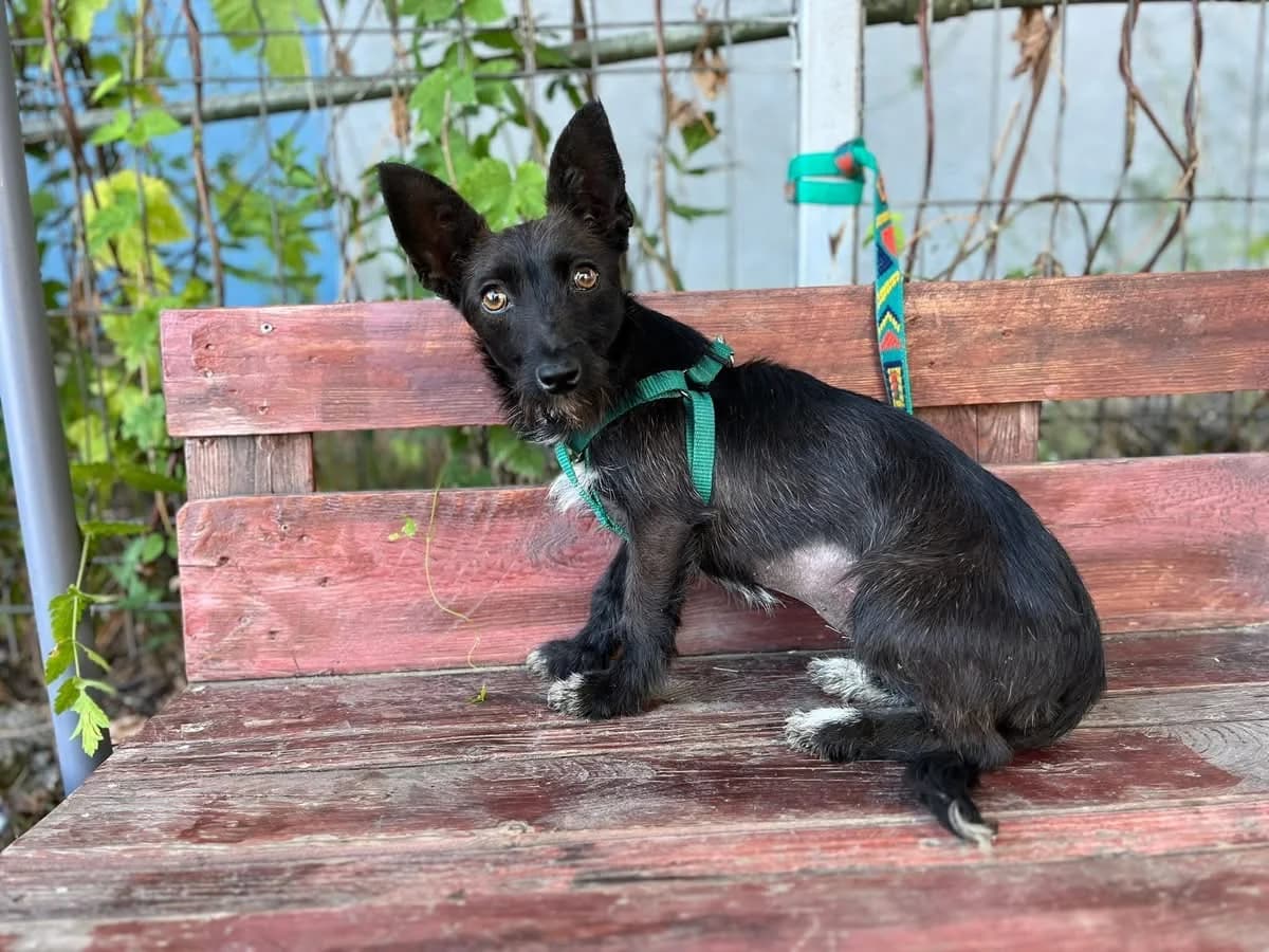 Findoline, female puppy Mixed Breed for adoption at Ein Herz für Streuner e.V., München