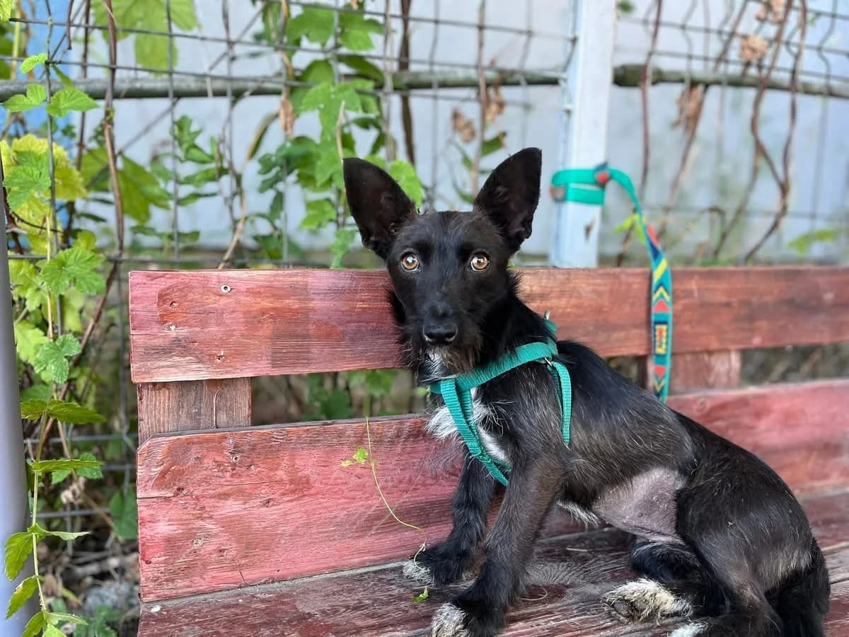 Findoline, female puppy Mixed Breed for adoption at Ein Herz für Streuner e.V., München