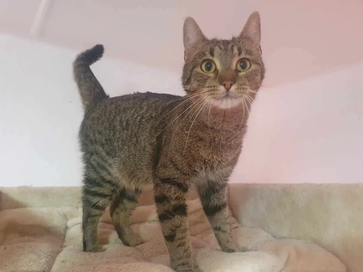 Findus, male 5yo Mixed Breed for adoption at Ein Herz für Streuner e.V., München