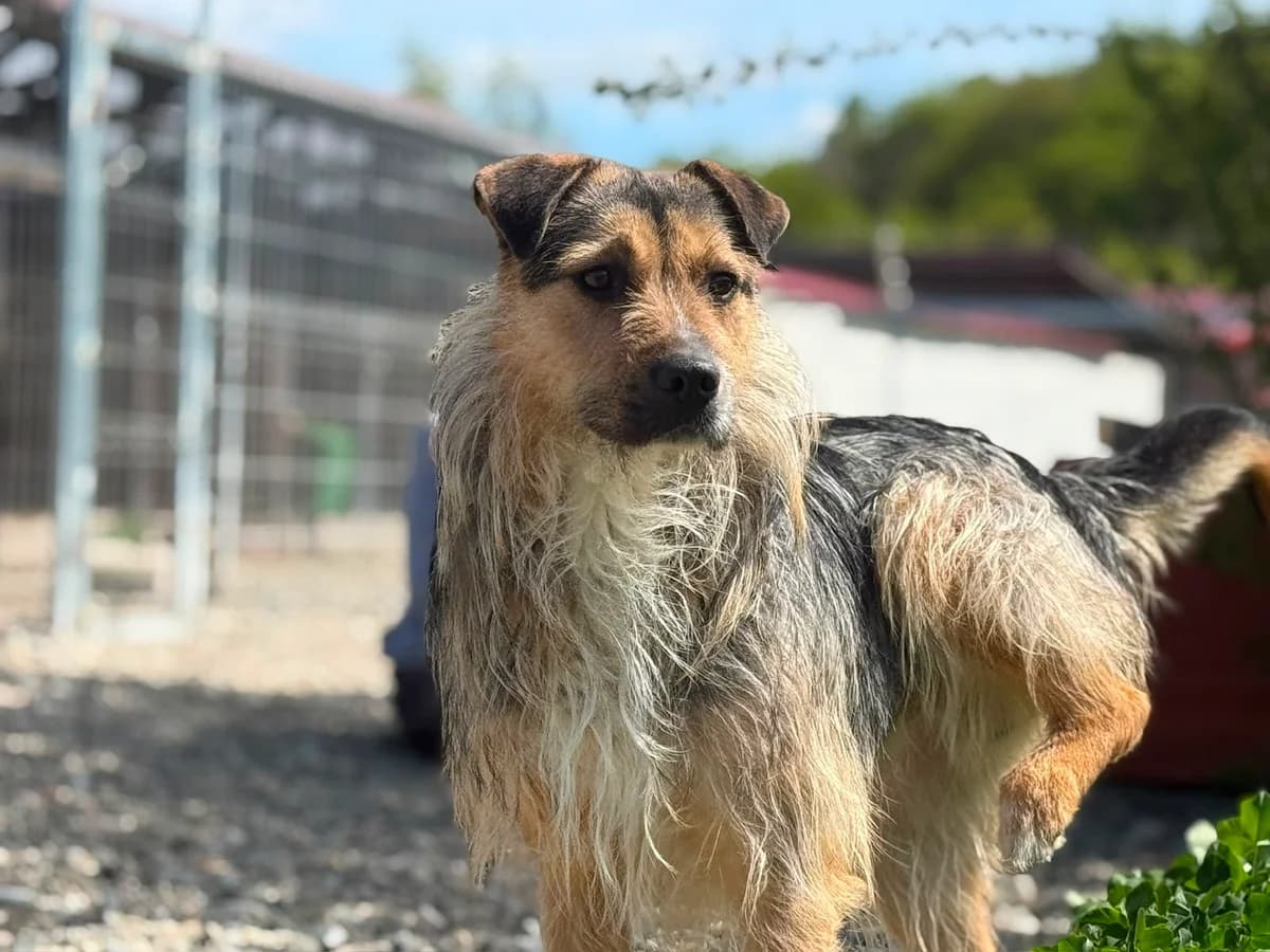 Findus, braun male young Mixed Breed for adoption at Ein Herz für Streuner e.V., München