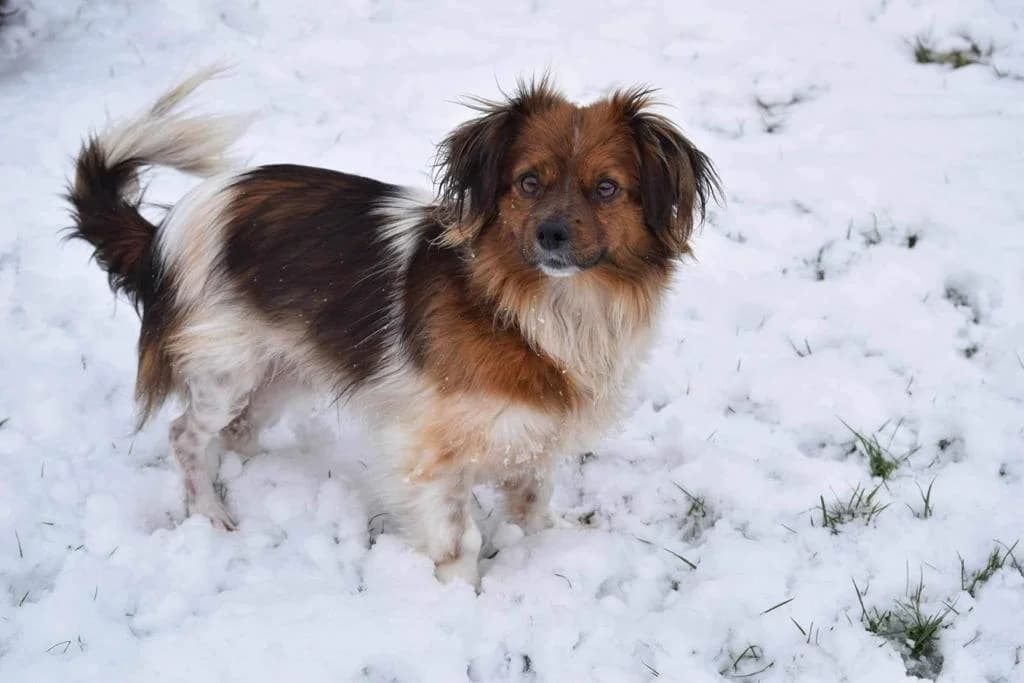 Fine, female 3yo Mixed Breed for adoption at Ein Herz für Streuner e.V., München