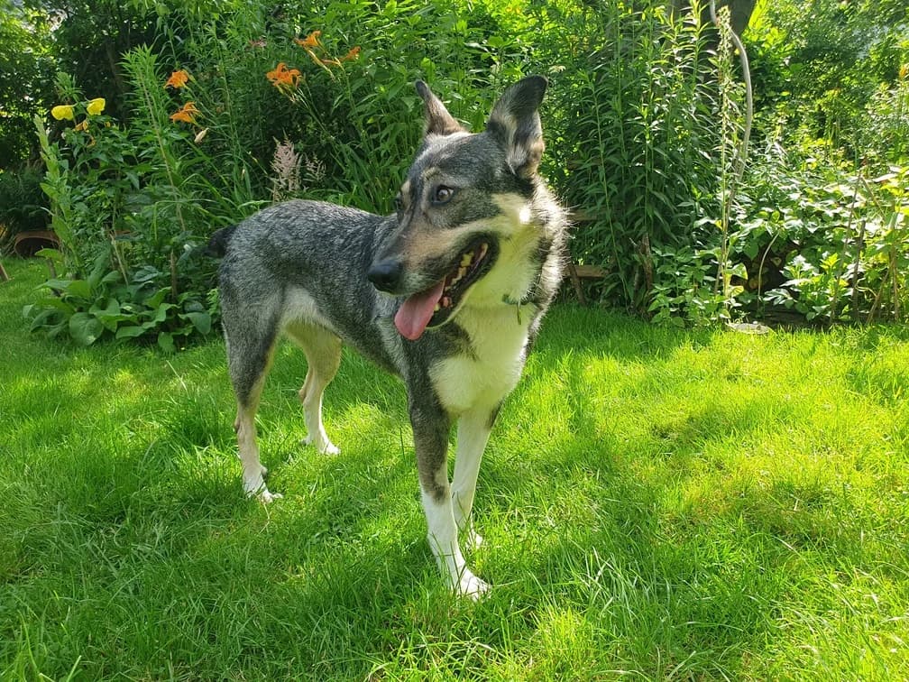 Fine, grau female 4yo Mixed Breed for adoption at Ein Herz für Streuner e.V., München