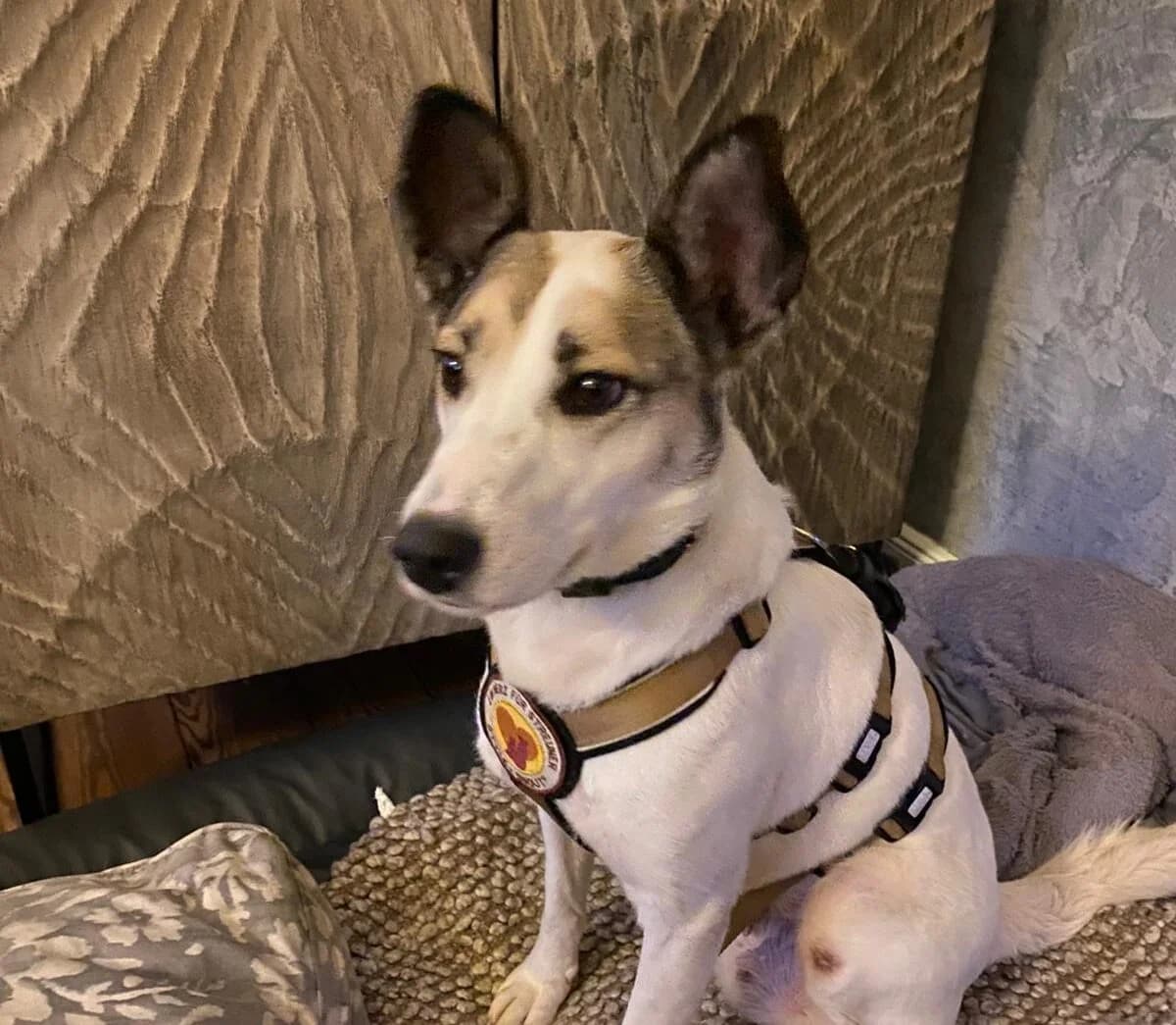 Fine, weiß female 7yo Mixed Breed for adoption at Ein Herz für Streuner e.V., München