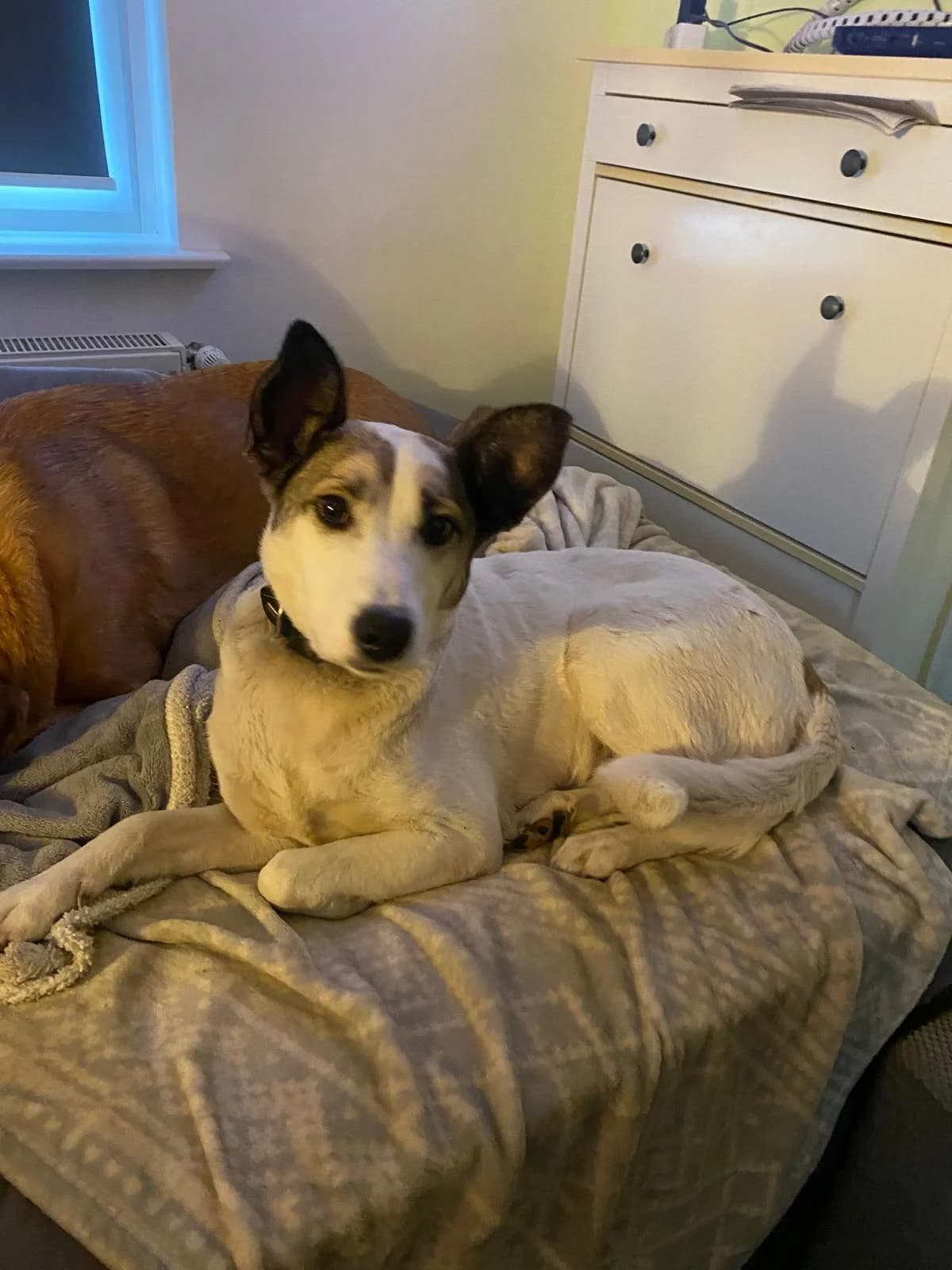 Fine, weiß female 7yo Mixed Breed for adoption at Ein Herz für Streuner e.V., München