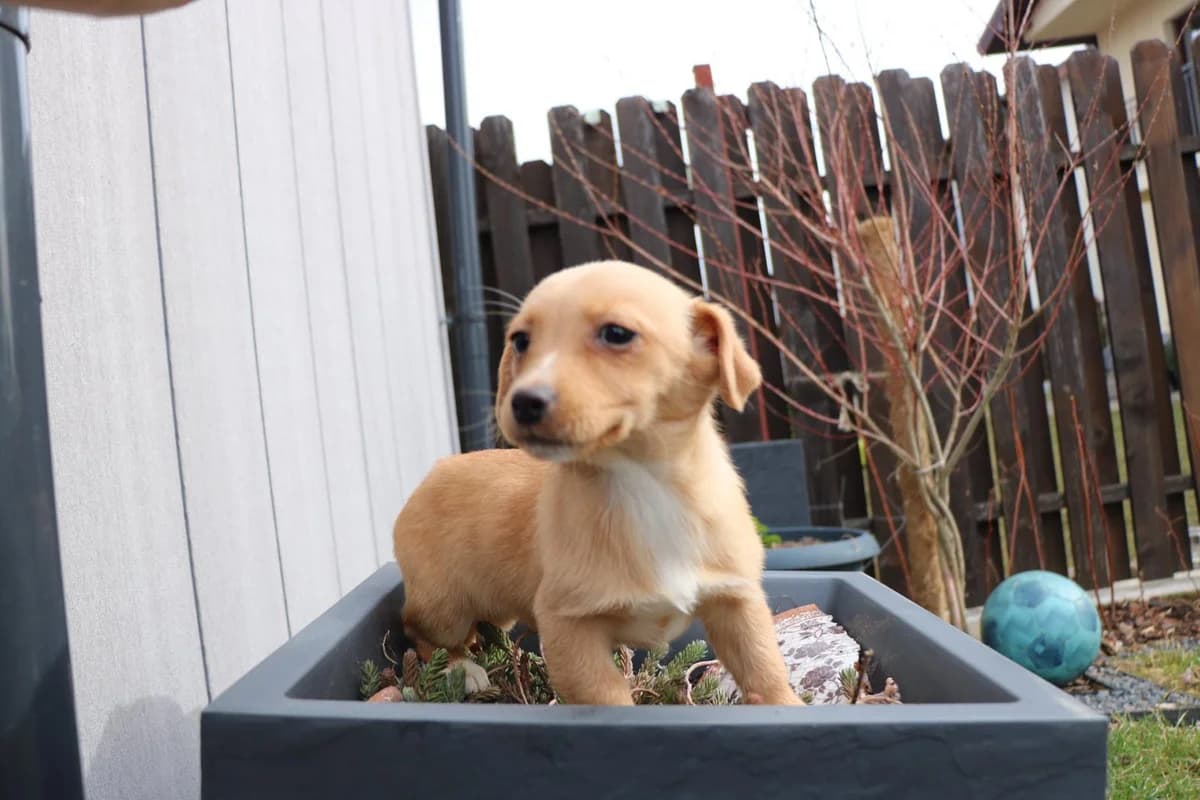 Fine, female puppy Mixed Breed for adoption at Ein Herz für Streuner e.V., München