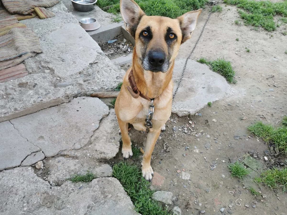 Fine, female young Mixed Breed for adoption at Ein Herz für Streuner e.V., München