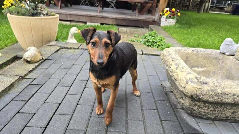 Fini, Mixed Breed for adoption at Ein Herz für Streuner e.V., München