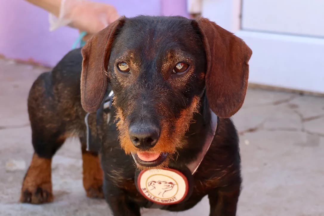 Finia, Mixed Breed for adoption at Ein Herz für Streuner e.V., München
