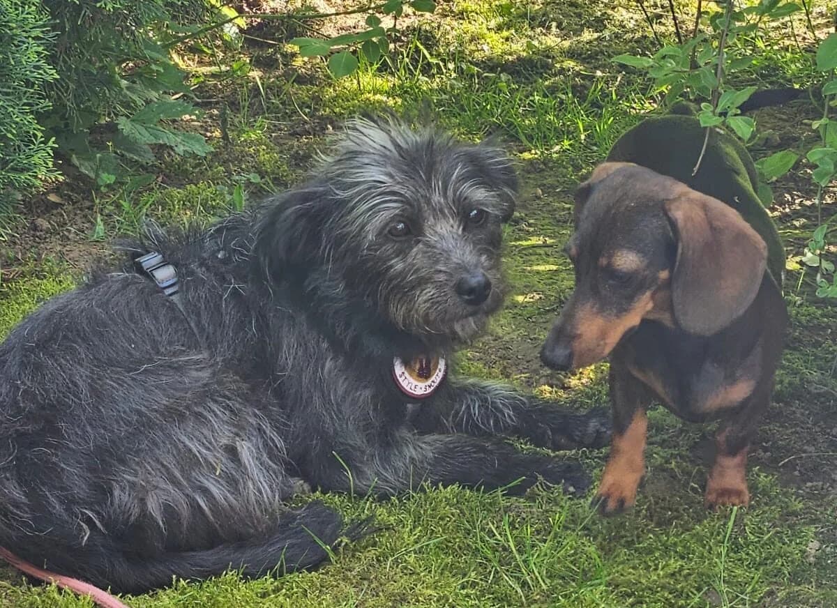 Finja, female 5yo Mixed Breed for adoption at Ein Herz für Streuner e.V., München