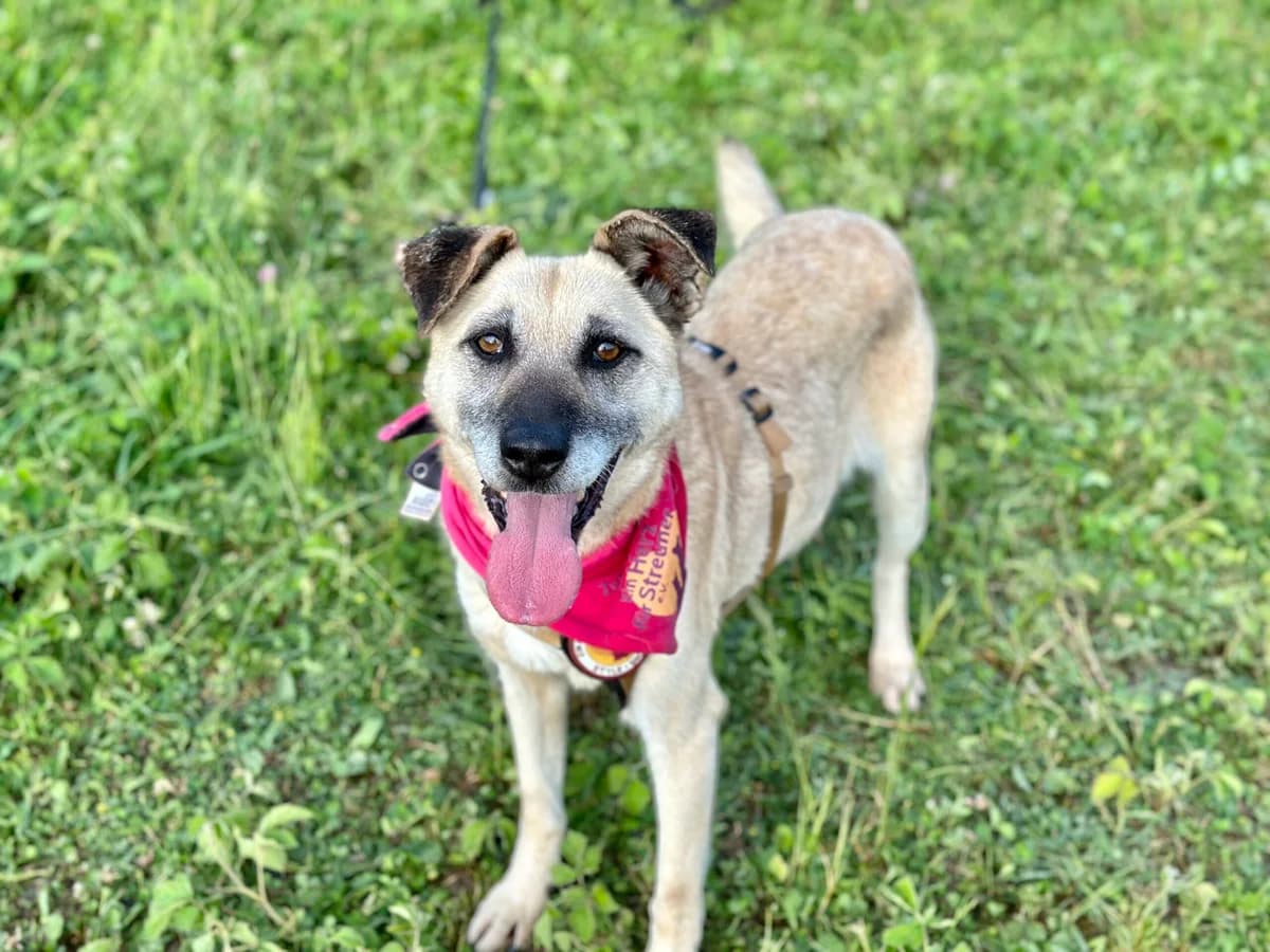 Finja, female senior Mixed Breed for adoption at Ein Herz für Streuner e.V., München