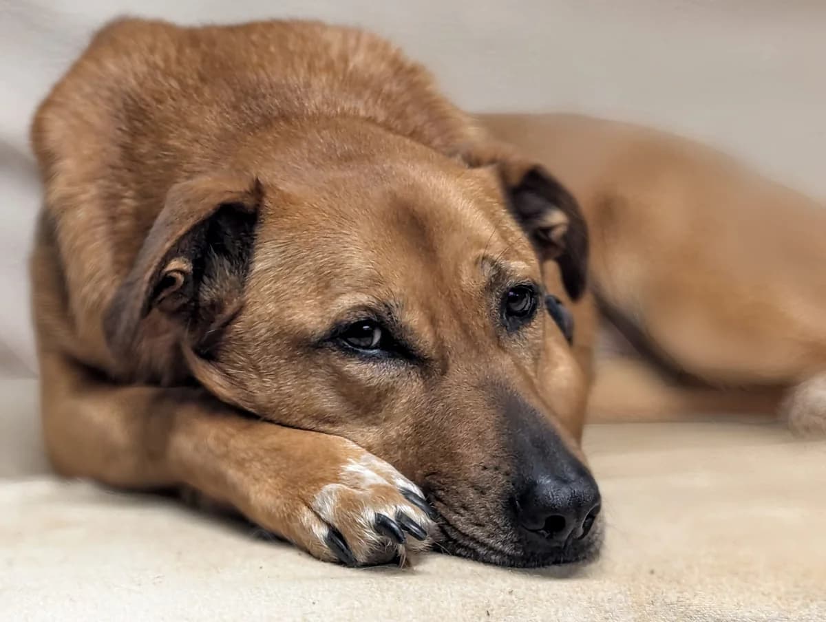 Finja, female 5yo Mixed Breed for adoption at Ein Herz für Streuner e.V., München