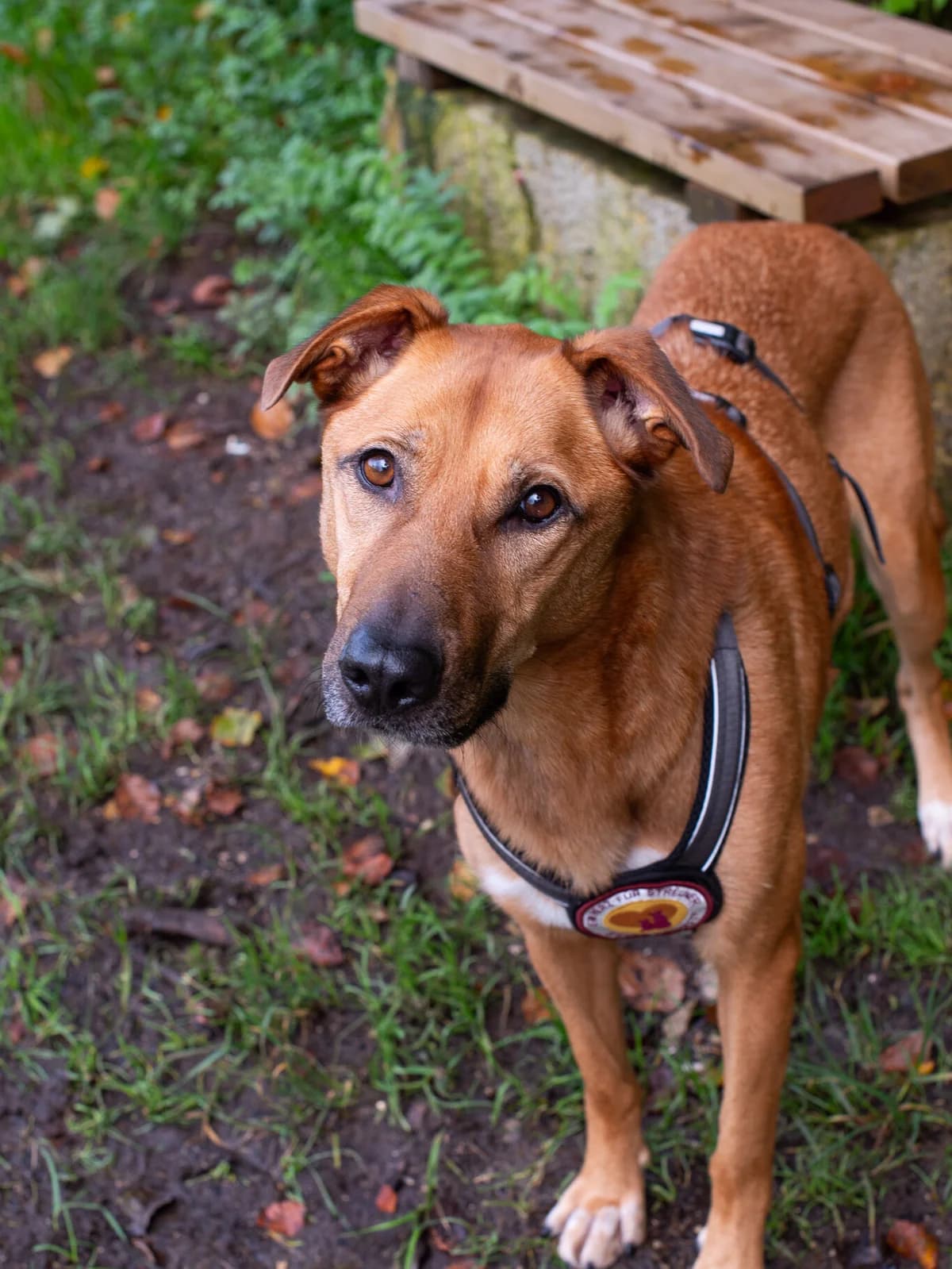 Finja, female 5yo Mixed Breed for adoption at Ein Herz für Streuner e.V., München