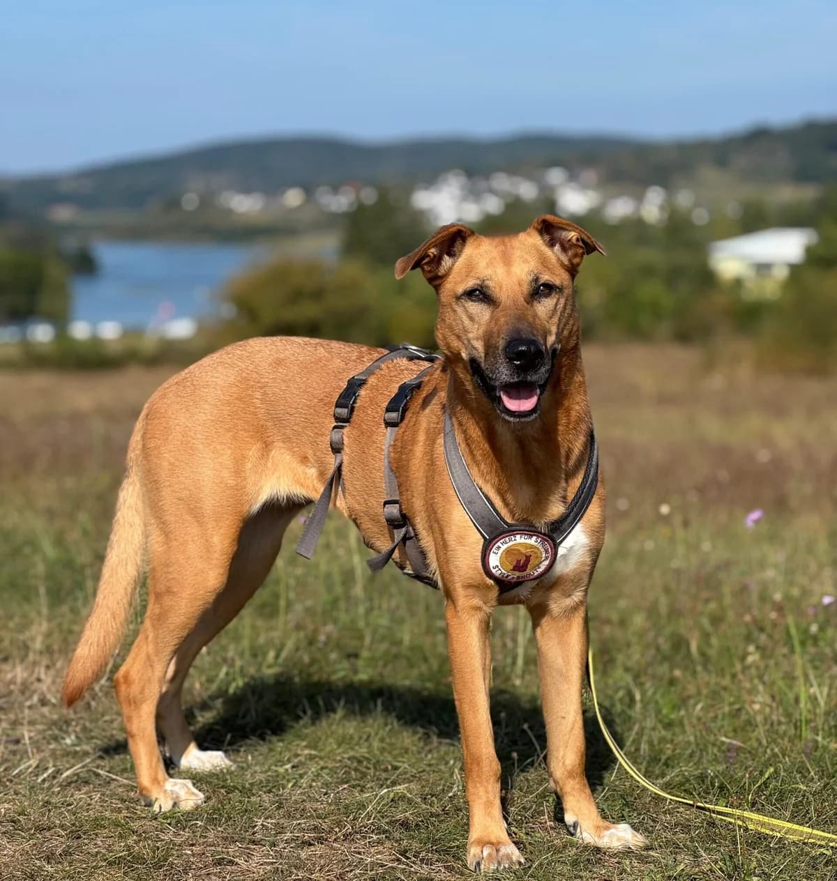 Finja, female 5yo Mixed Breed for adoption at Ein Herz für Streuner e.V., München