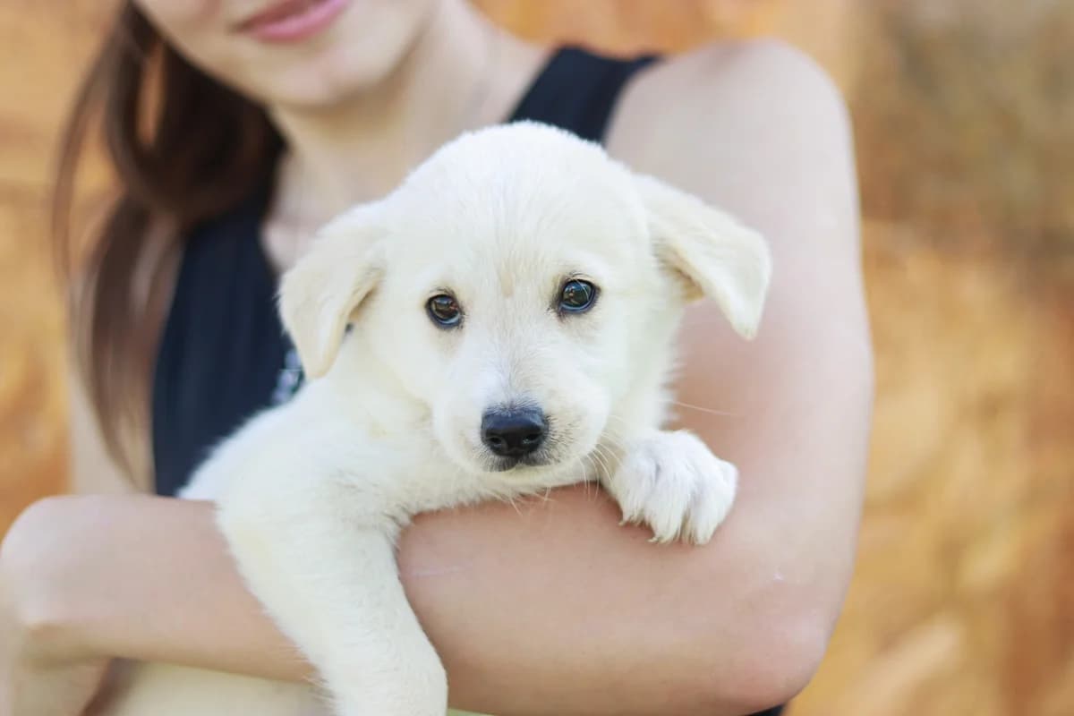 Finlay, weiß female puppy Mixed Breed for adoption at Ein Herz für Streuner e.V., München