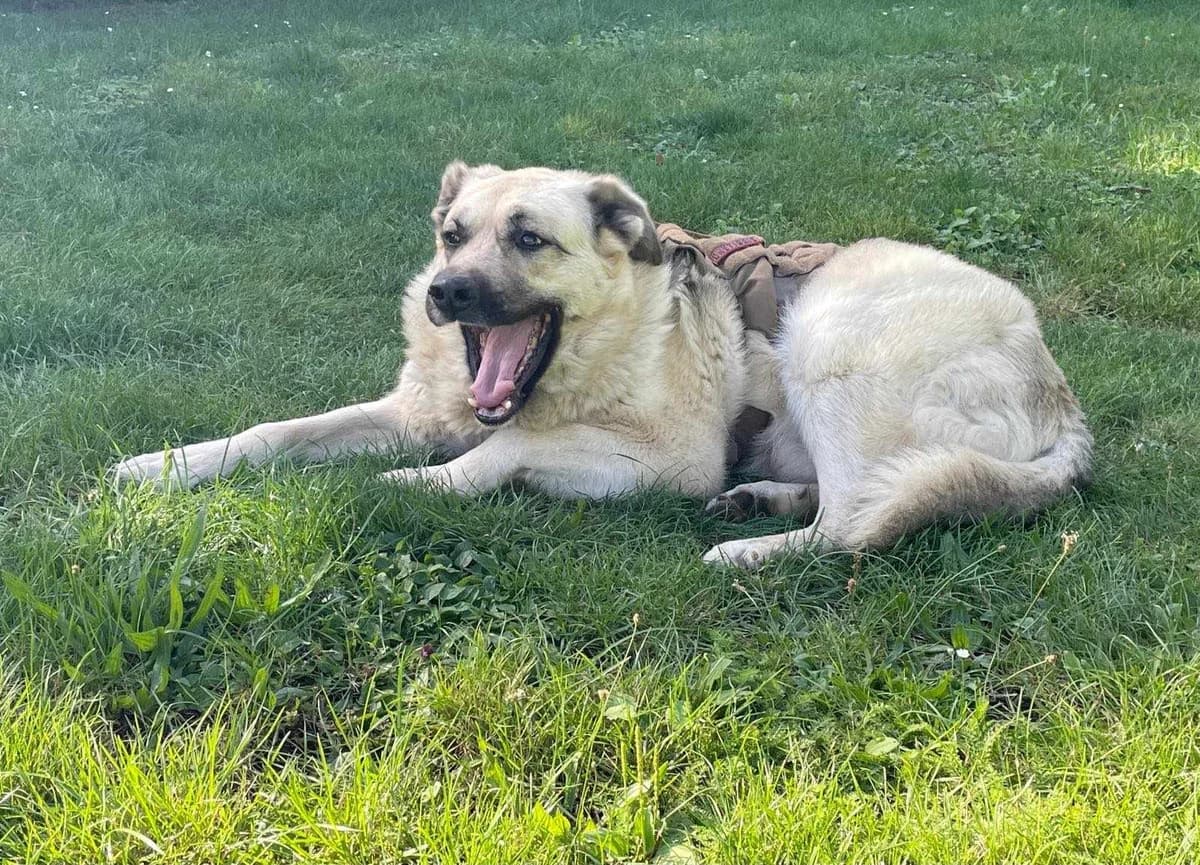 Finn, beige male senior Mixed Breed for adoption at Ein Herz für Streuner e.V., München