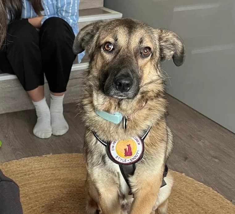 Finn, male 5yo Mixed Breed for adoption at Ein Herz für Streuner e.V., München
