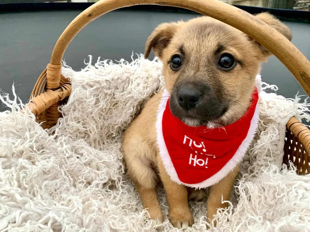 Finni, male puppy Mixed Breed for adoption at Ein Herz für Streuner e.V., München