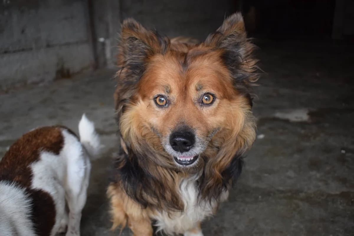 Finni, male 5yo Mixed Breed for adoption at Ein Herz für Streuner e.V., München