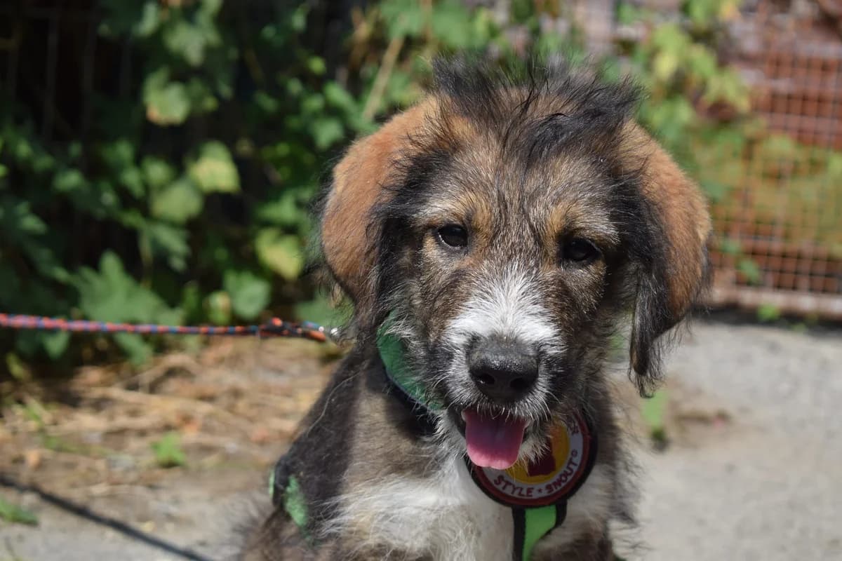 Finnian, braun male puppy Mixed Breed for adoption at Ein Herz für Streuner e.V., München