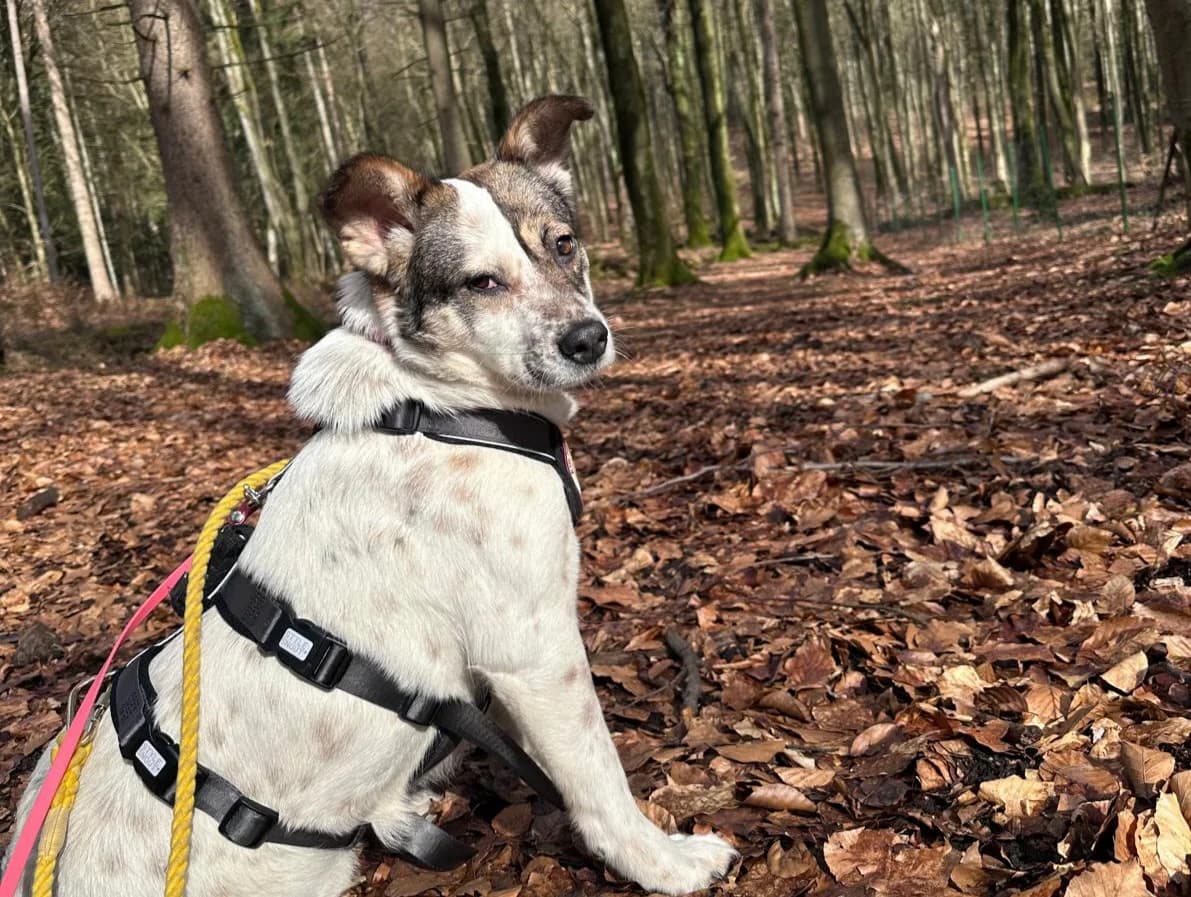 Finnie, weiß female 5yo Mixed Breed for adoption at Ein Herz für Streuner e.V., München