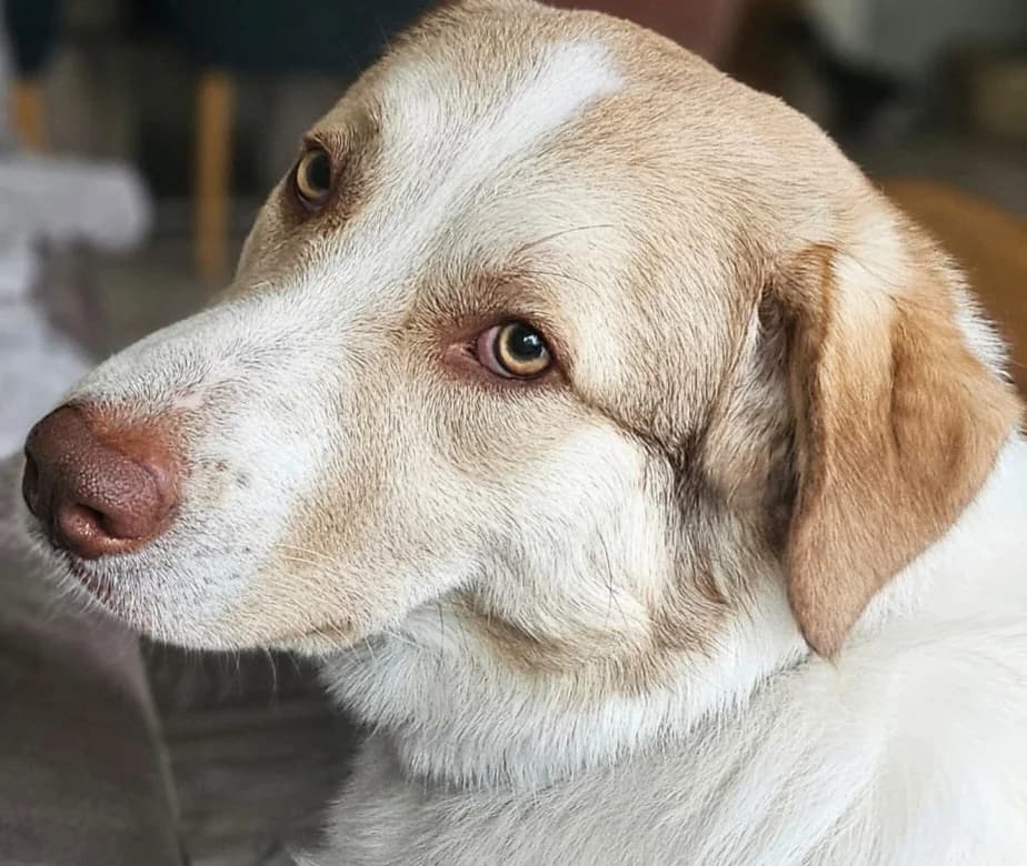 Finnie, male 4yo Mixed Breed for adoption at Ein Herz für Streuner e.V., München
