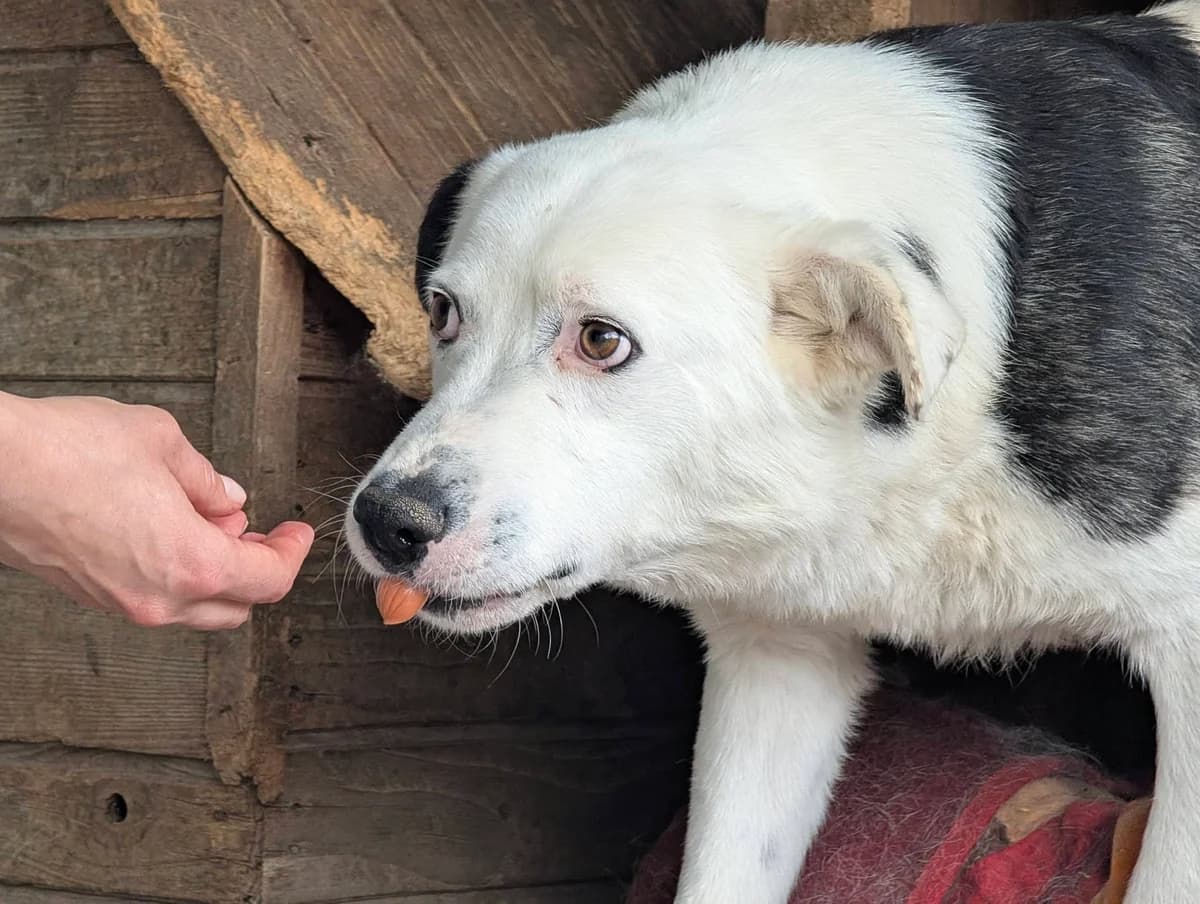 Finnlay, male senior Mixed Breed for adoption at Ein Herz für Streuner e.V., München