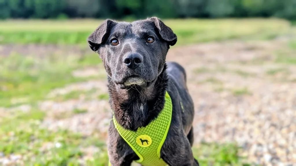 Finny, female young Mixed Breed for adoption at Ein Herz für Streuner e.V., München