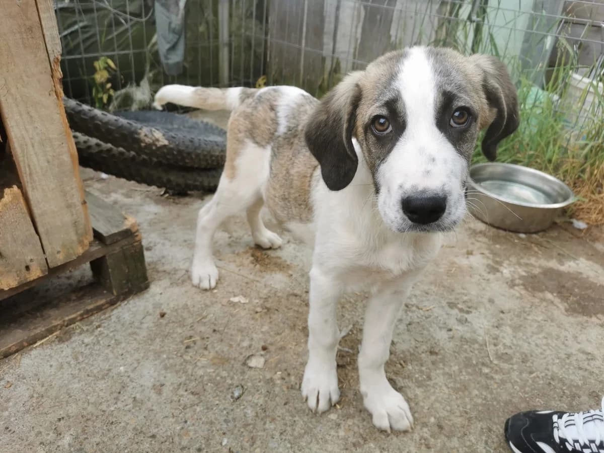 Fino, grau male puppy Mixed Breed for adoption at Ein Herz für Streuner e.V., München