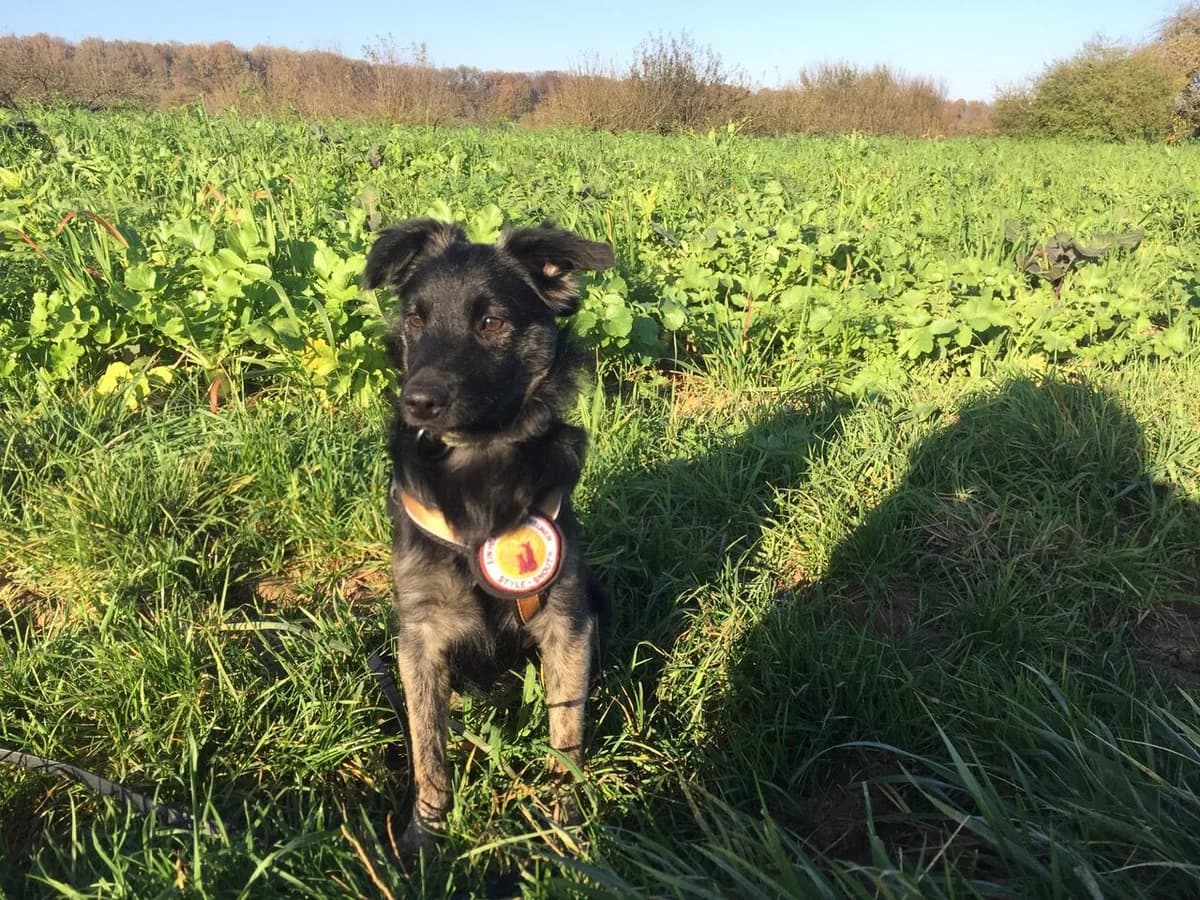Fio, female puppy Mixed Breed for adoption at Ein Herz für Streuner e.V., München