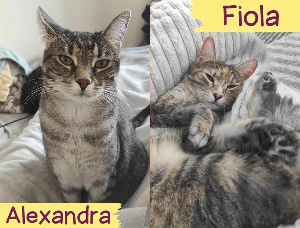 Fiola&Alexandra, female young Mixed Breed for adoption at Ein Herz für Streuner e.V., München