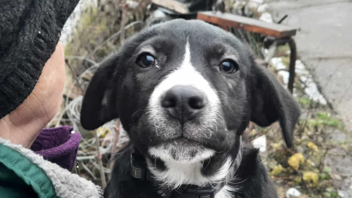 Fiona, weiß female puppy Mixed Breed for adoption at Ein Herz für Streuner e.V., München
