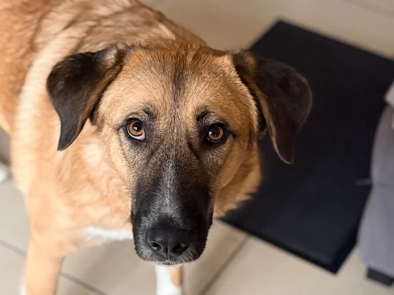 Fiona, weiß female 5yo Mixed Breed for adoption at Ein Herz für Streuner e.V., München