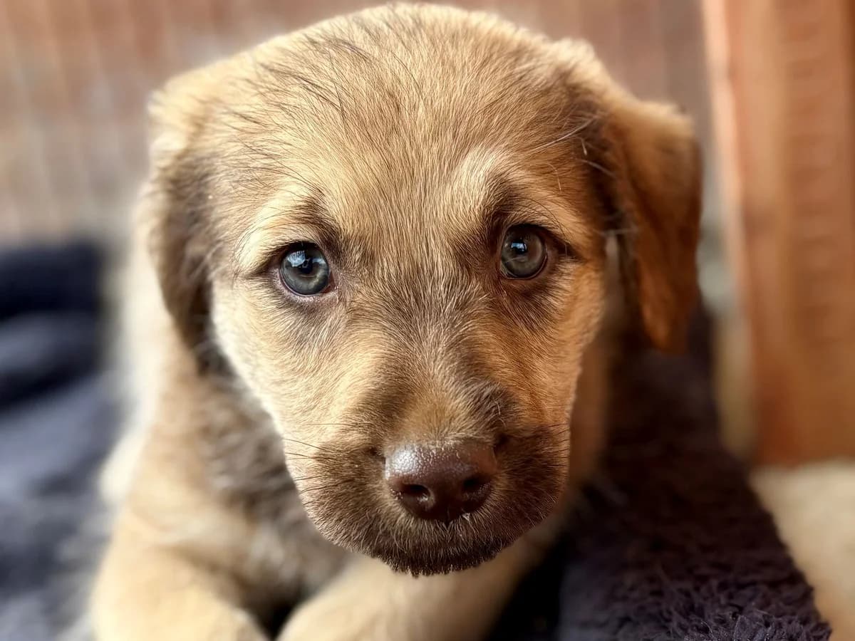 Fionn, male puppy Mixed Breed for adoption at Ein Herz für Streuner e.V., München