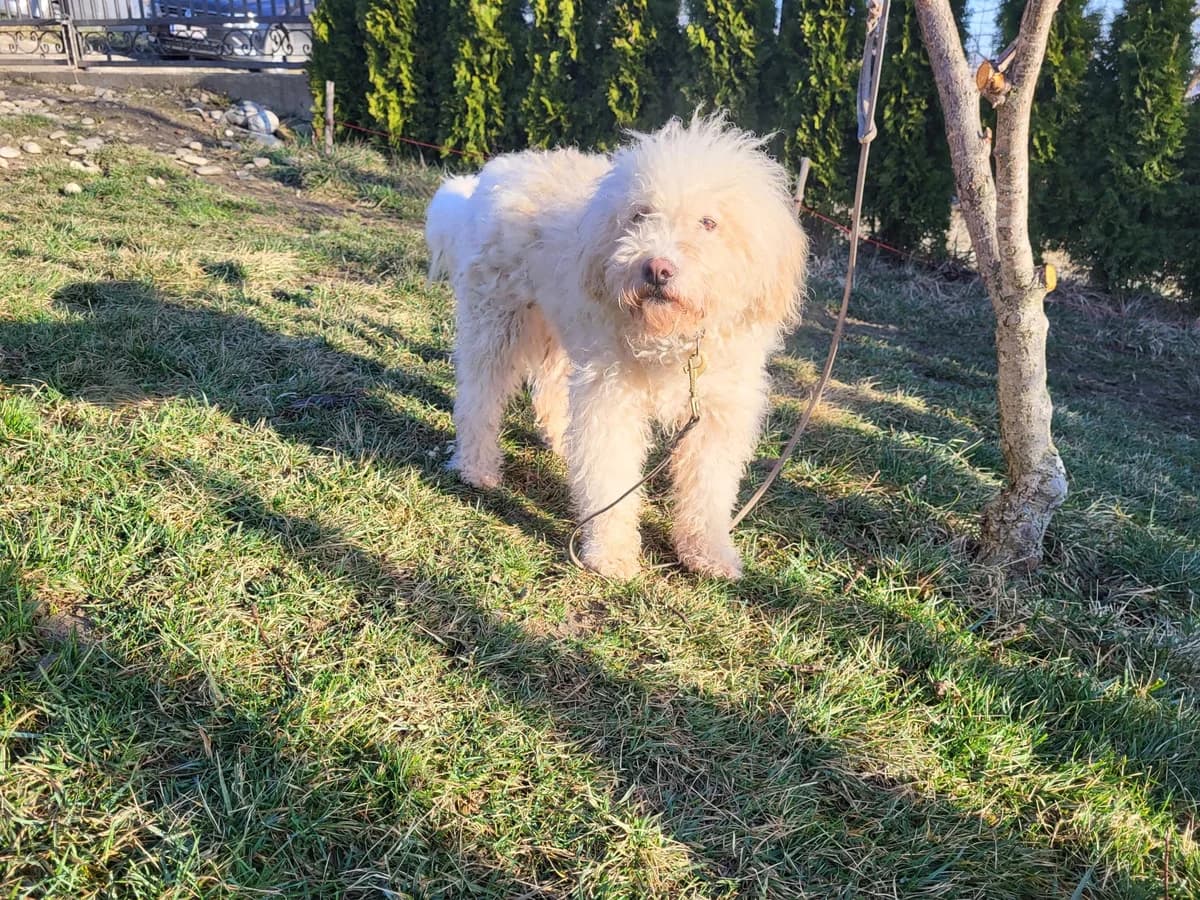 Fiorella, female 5yo Mixed Breed for adoption at Ein Herz für Streuner e.V., München