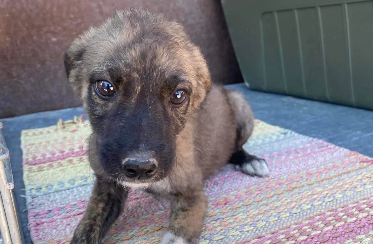 Fipili, weiß male puppy Mixed Breed for adoption at Ein Herz für Streuner e.V., München