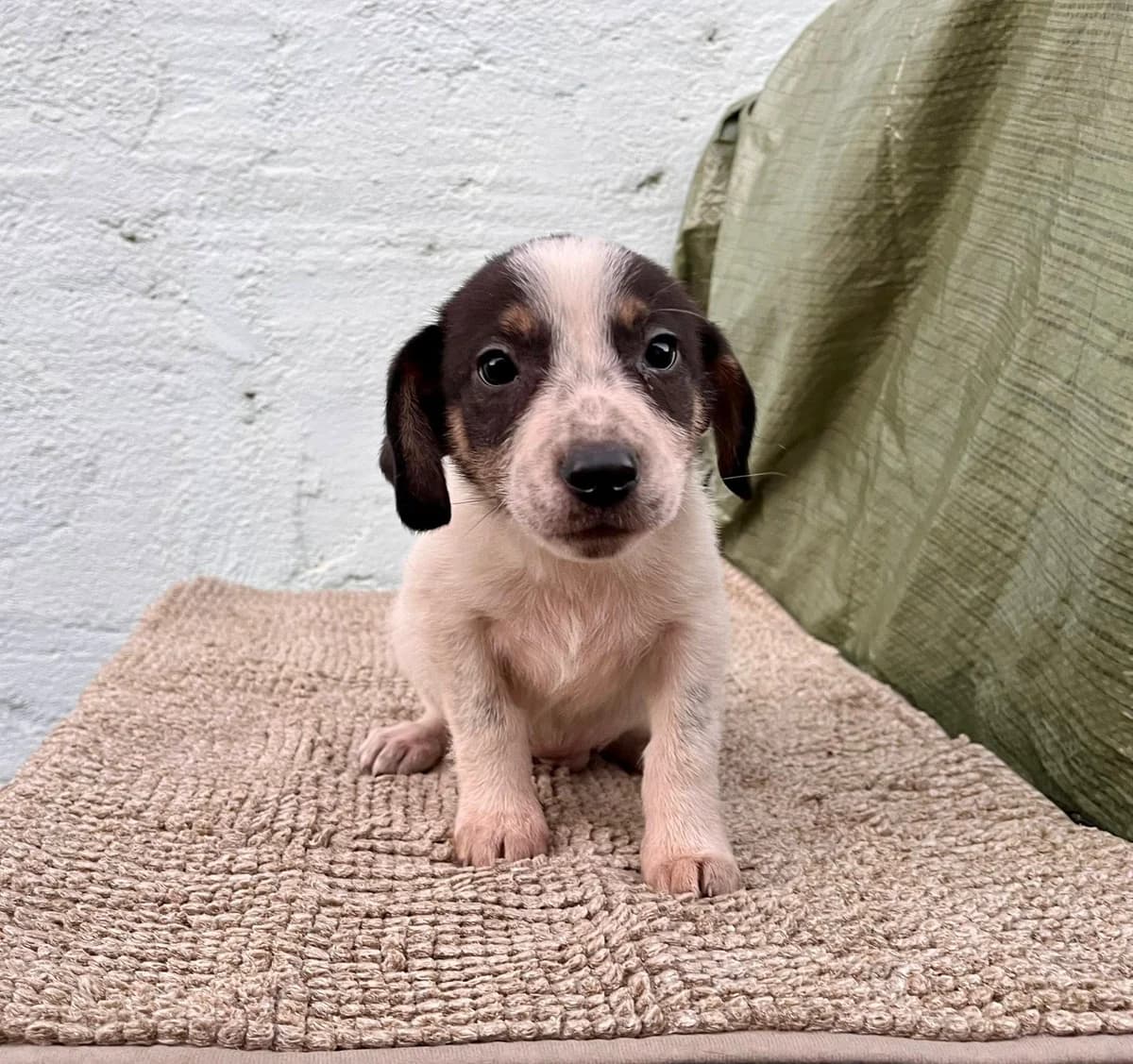 Fips, weiß male puppy Mixed Breed for adoption at Ein Herz für Streuner e.V., München